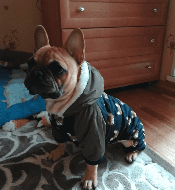 Bouledogue Avenue Pour Bouli Doudoune 4 membres motif Bouledogue