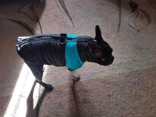 Bouledogue Avenue Pour Bouli Doudoune Waterproof (du S au 5XL)