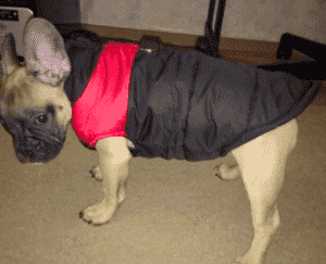 Bouledogue Avenue Pour Bouli Doudoune Waterproof (du S au 5XL)