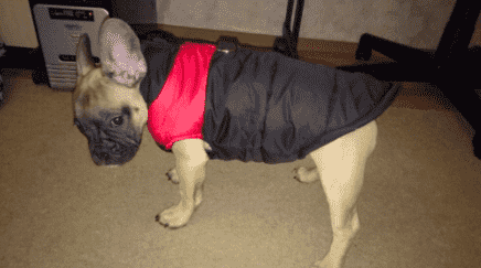 Bouledogue Avenue Pour Bouli Doudoune Waterproof (du S au 5XL)