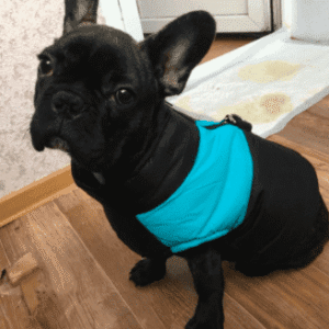 Bouledogue Avenue Pour Bouli Doudoune Waterproof (du S au 5XL)