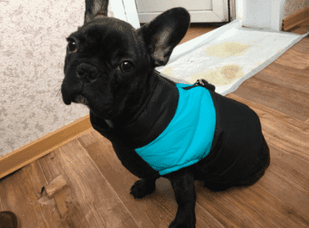 Bouledogue Avenue Pour Bouli Doudoune Waterproof (du S au 5XL)