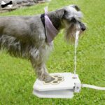Bouledogue Avenue Pour Bouli Fontaine D'eau Pattes Pression