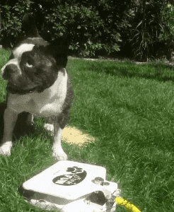 Bouledogue Avenue Pour Bouli Fontaine D'eau Pattes Pression
