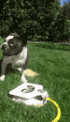 Bouledogue Avenue Pour Bouli Fontaine D'eau Pattes Pression