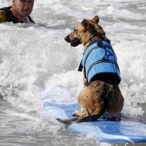 Bouledogue Avenue Gilet de sauvetage pour chien - 11 couleurs