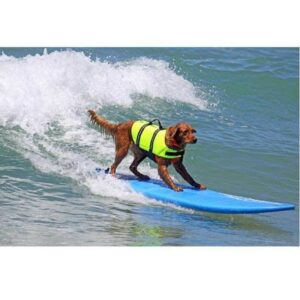 Bouledogue Avenue Gilet de sauvetage pour chien - 11 couleurs