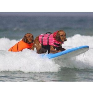Bouledogue Avenue Gilet de sauvetage pour chien - 11 couleurs