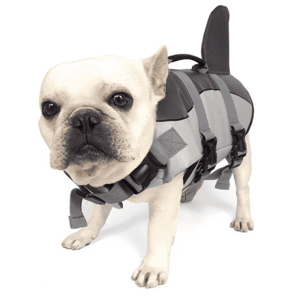 Bouledogue Avenue Gilet de Sauvetage Requin