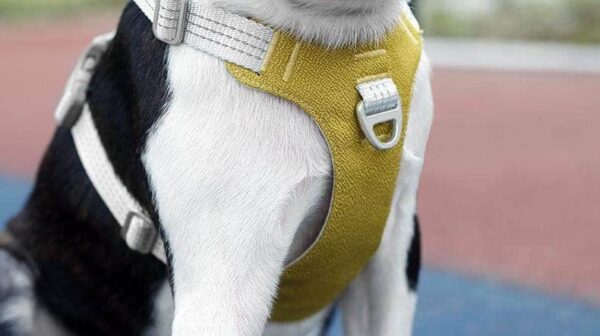 Bouledogue Avenue Pour Bouli Harnais Bouledogue Français Gilet De Poitrine Réfléchissant