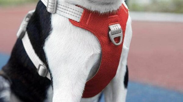 Bouledogue Avenue Pour Bouli Harnais Bouledogue Français Gilet De Poitrine Réfléchissant