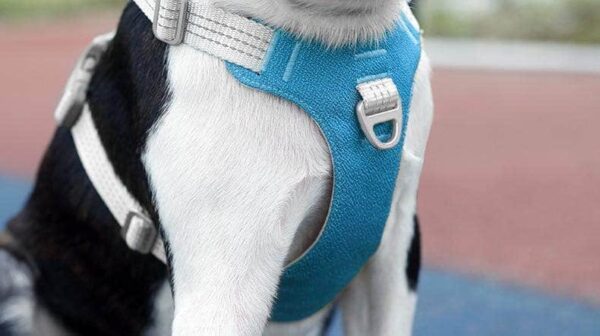 Bouledogue Avenue Pour Bouli Harnais Bouledogue Français Gilet De Poitrine Réfléchissant