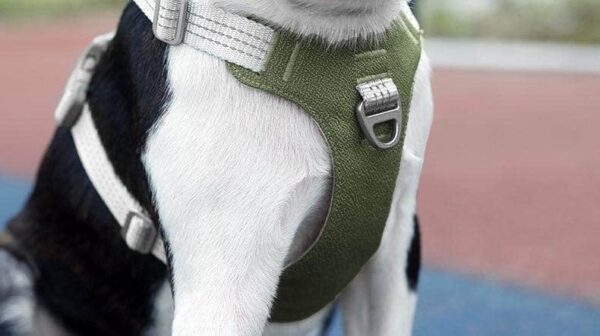 Bouledogue Avenue Pour Bouli Harnais Bouledogue Français Gilet De Poitrine Réfléchissant