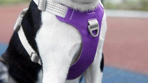 Bouledogue Avenue Pour Bouli Harnais Bouledogue Français Gilet De Poitrine Réfléchissant