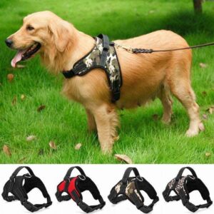 Bouledogue Avenue Pour Bouli Harnais Rembouré Ajustable
