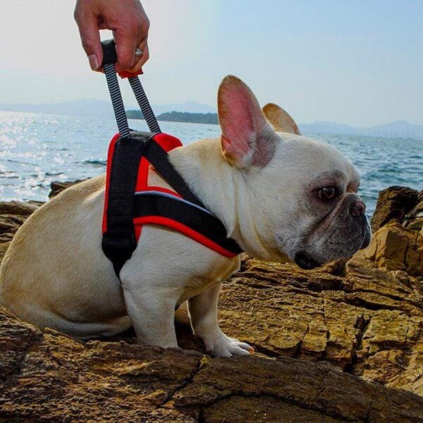 Bouledogue Avenue Harnais Sangle Poitrine pour Bouledogue
