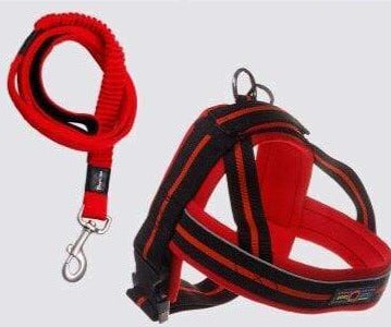 Bouledogue Avenue Rouge / L Harnais Sangle Poitrine pour Bouledogue