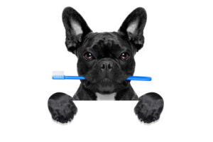 hygiène Buccale Des Chiens Bouledogue Français