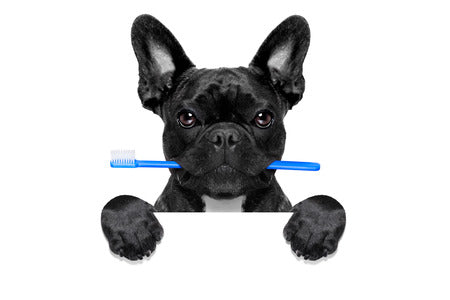 hygiène Buccale Des Chiens Bouledogue Français