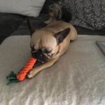 Bouledogue Avenue Pour Bouli Jouet en Corde tressée - Carotte