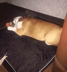 Bouledogue Avenue Lit Coussin à Mémoire de Forme pour chien