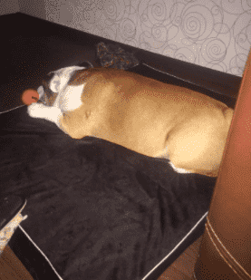 Bouledogue Avenue Lit Coussin à Mémoire de Forme pour chien