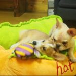 Bouledogue Avenue Pour Bouli Lit Hot-Dog