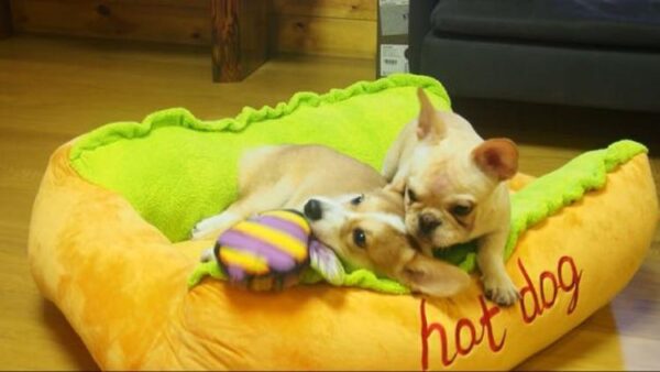 Bouledogue Avenue Pour Bouli Lit Hot-Dog