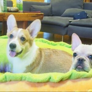 Bouledogue Avenue Pour Bouli Lit Hot-Dog