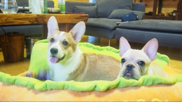 Bouledogue Avenue Pour Bouli Lit Hot-Dog