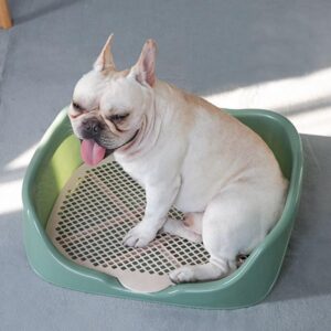 Bouledogue Avenue Pour Bouli Litière Pratique pour Bouledogue à fond amovible