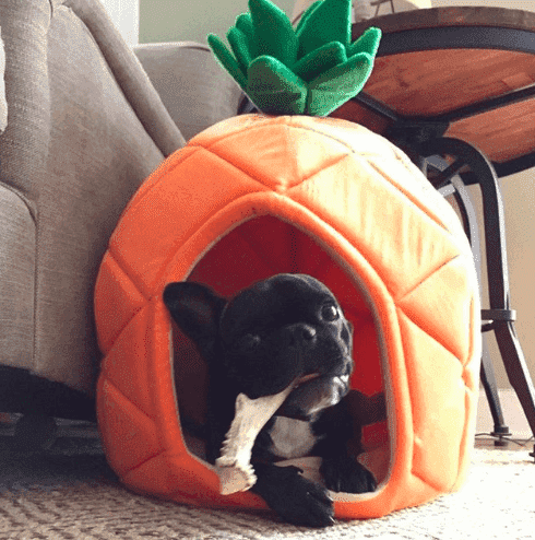 Bouledogue Avenue Ananas / S Maison Ananas pour Chien