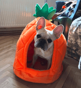 Bouledogue Avenue Maison Ananas pour Chien