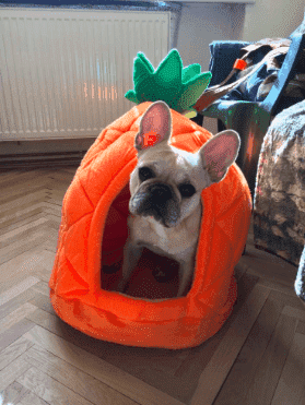 Bouledogue Avenue Maison Ananas pour Chien