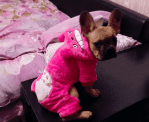 Bouledogue Avenue Pour Bouli Manteau à Capuche - Petit Monstre