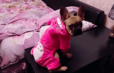 Bouledogue Avenue Pour Bouli Manteau à Capuche - Petit Monstre
