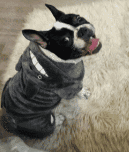 Bouledogue Avenue Pour Bouli Manteau à Capuche - Petit Monstre