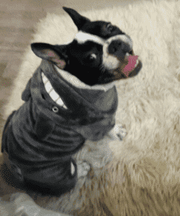 Bouledogue Avenue Pour Bouli Manteau à Capuche - Petit Monstre