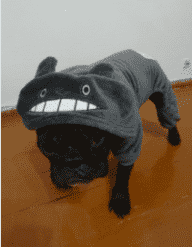 Bouledogue Avenue Pour Bouli Manteau à Capuche - Petit Monstre