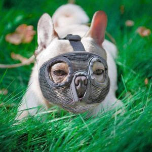 Bouledogue Avenue Pour Bouli Muselière pour Bouledogue Français