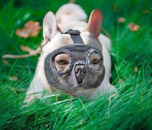 Bouledogue Avenue Pour Bouli Muselière pour Bouledogue Français