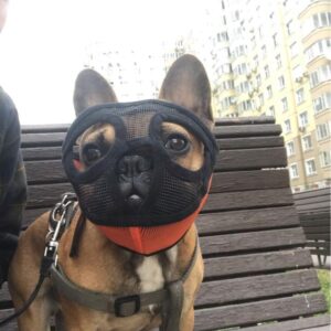 Bouledogue Avenue Pour Bouli Muselière pour Bouledogue Français
