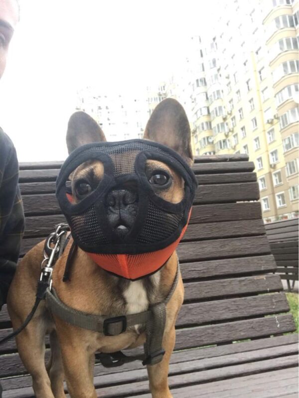 Bouledogue Avenue Pour Bouli Muselière pour Bouledogue Français