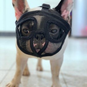 Bouledogue Avenue Pour Bouli Muselière pour Bouledogue Français