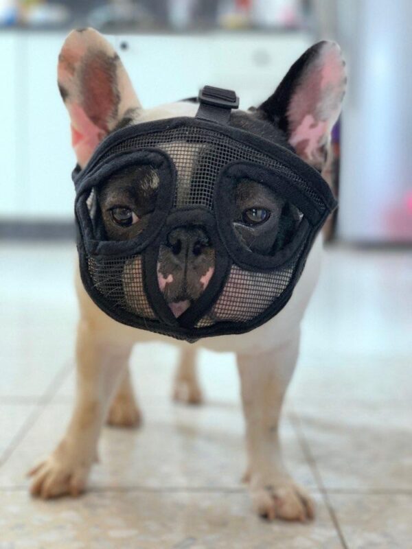 Bouledogue Avenue Pour Bouli Muselière pour Bouledogue Français