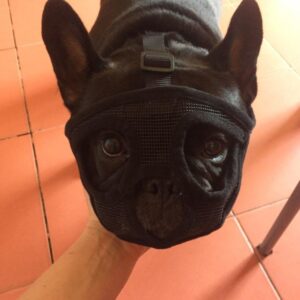 Bouledogue Avenue Pour Bouli Muselière pour Bouledogue Français