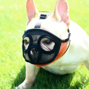Bouledogue Avenue Pour Bouli Muselière pour Bouledogue Français