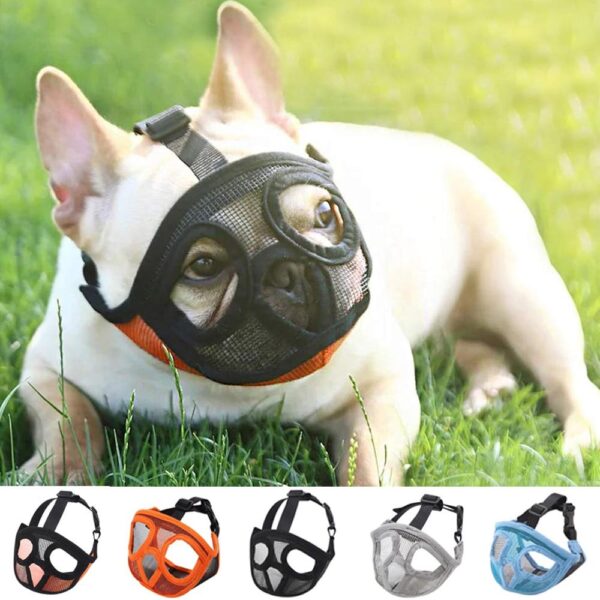 Bouledogue Avenue Pour Bouli Muselière pour Bouledogue Français