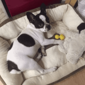 Bouledogue Avenue Pour Bouli Panier en Velours tout confort