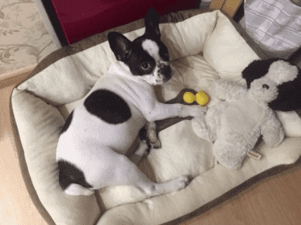 Bouledogue Avenue Pour Bouli Panier en Velours tout confort